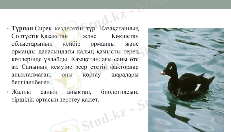 Slide 9