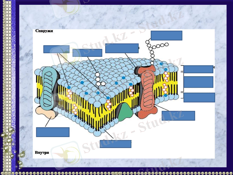 Slide 11