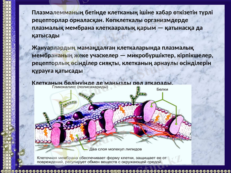 Slide 8