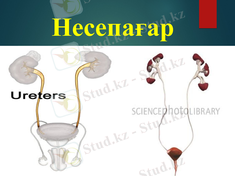 Slide 12