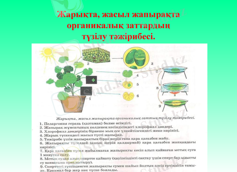 Slide 8