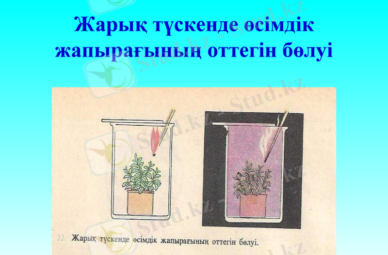 Slide 9
