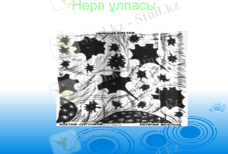 Slide 10