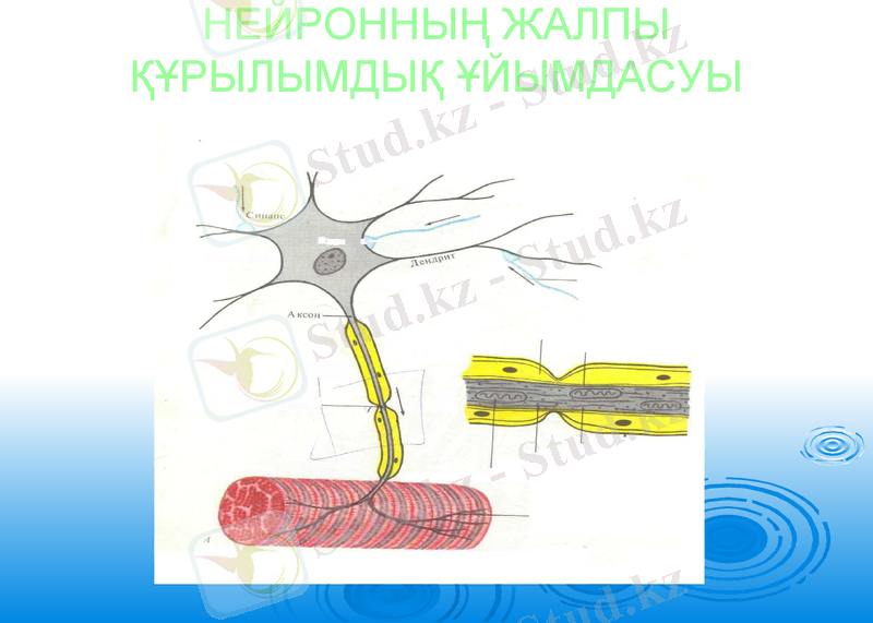 Slide 11