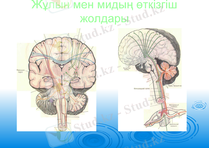 Slide 18