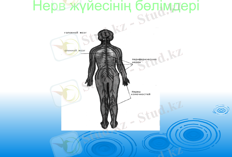 Slide 8