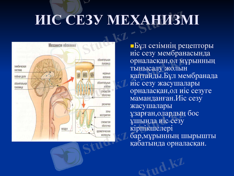 Slide 5