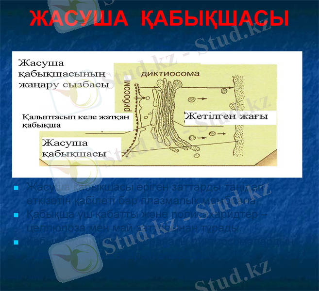 Slide 7