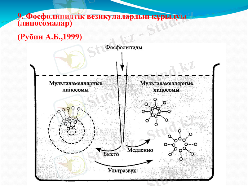 Slide 10