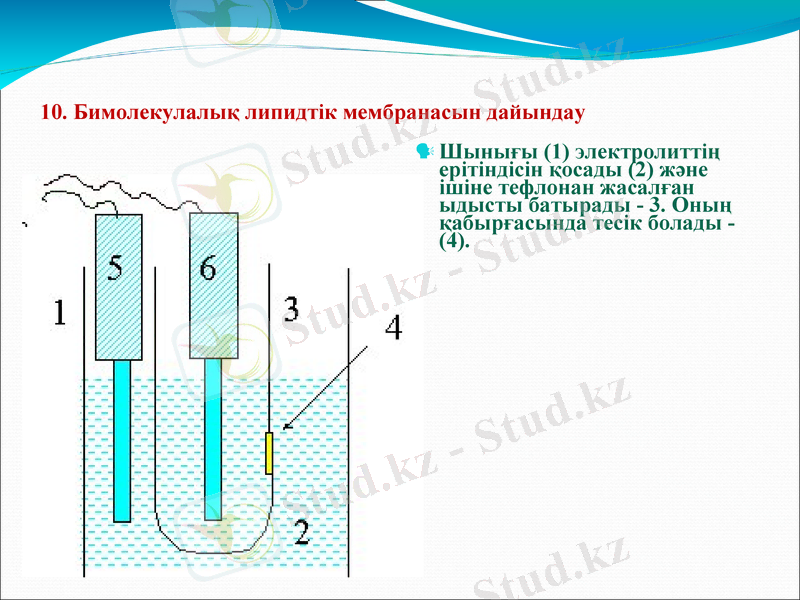 Slide 11