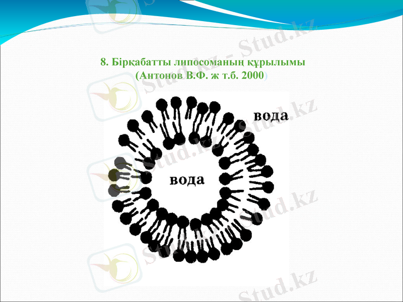 Slide 9