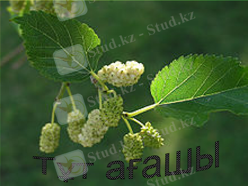 Slide 11