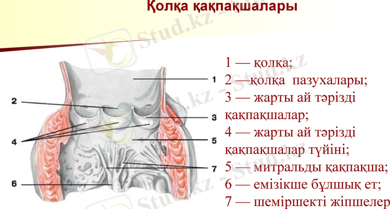 Slide 11