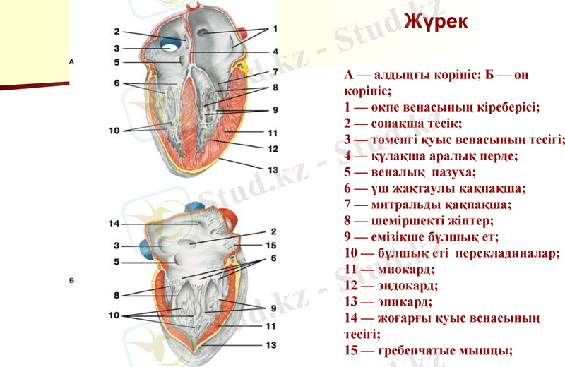 Slide 9