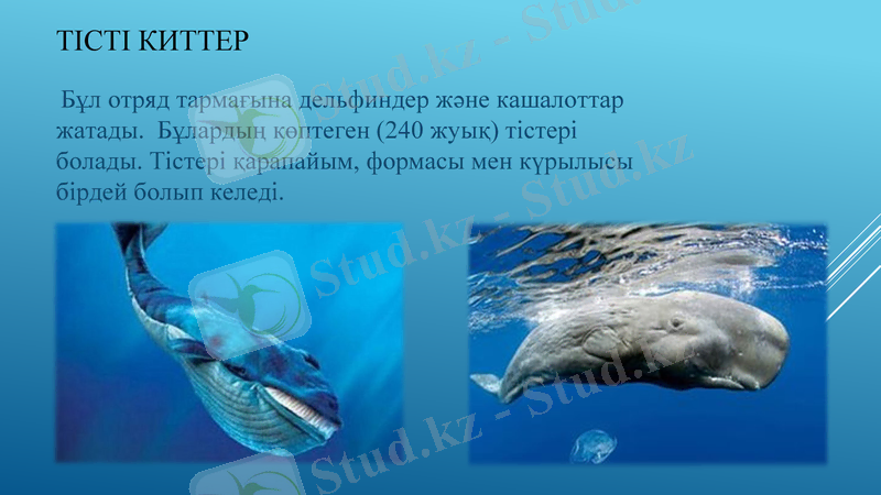 Slide 7