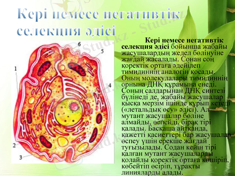 Slide 9