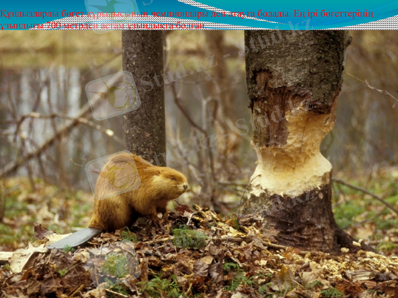 Slide 13