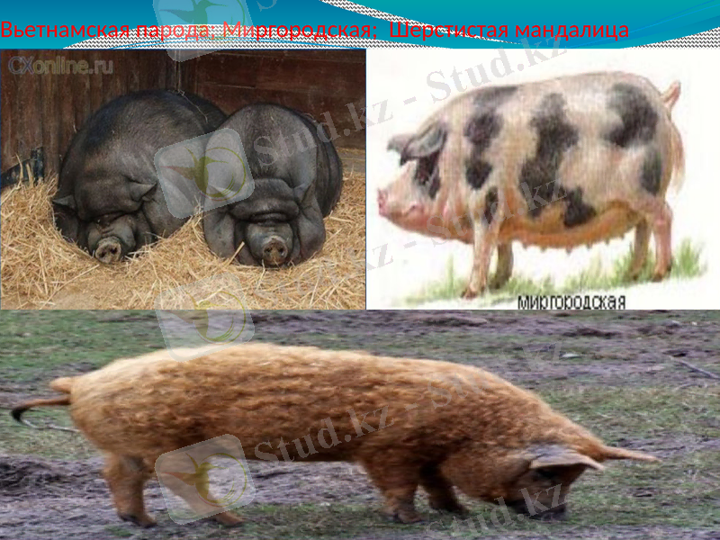 Slide 8