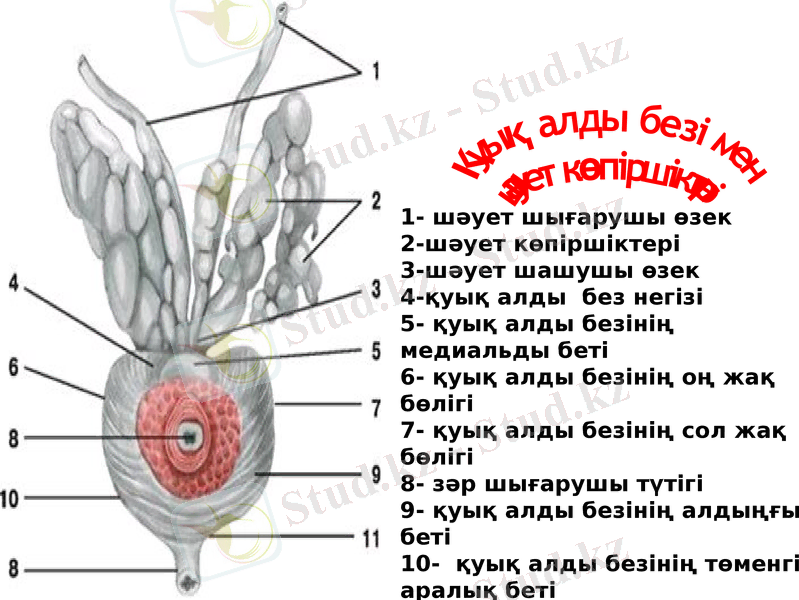 Slide 11