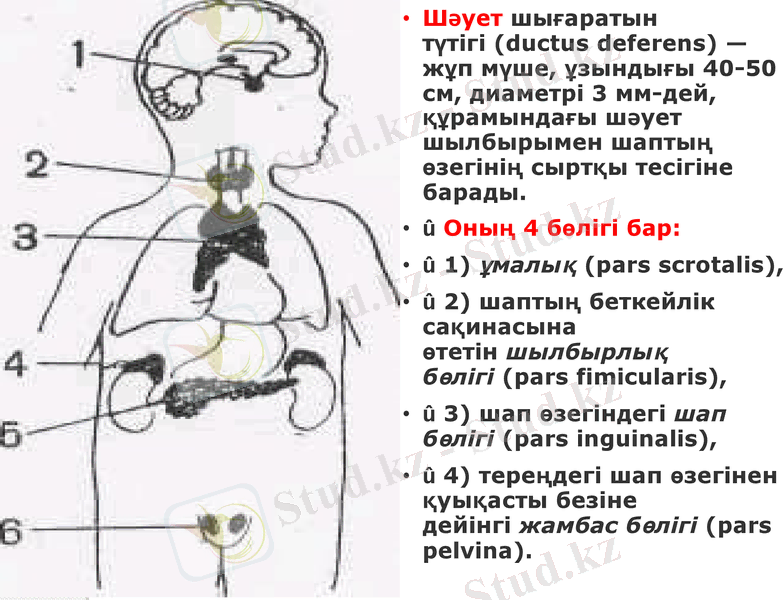 Slide 8