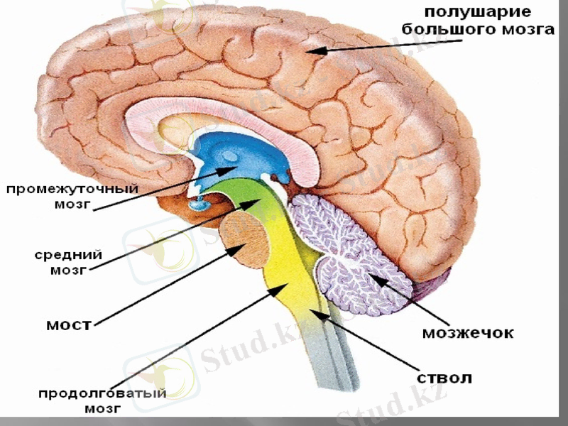 Slide 17