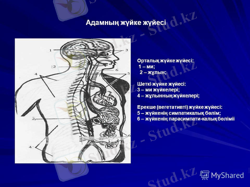 Slide 5