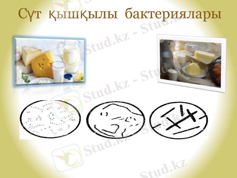 Slide 10