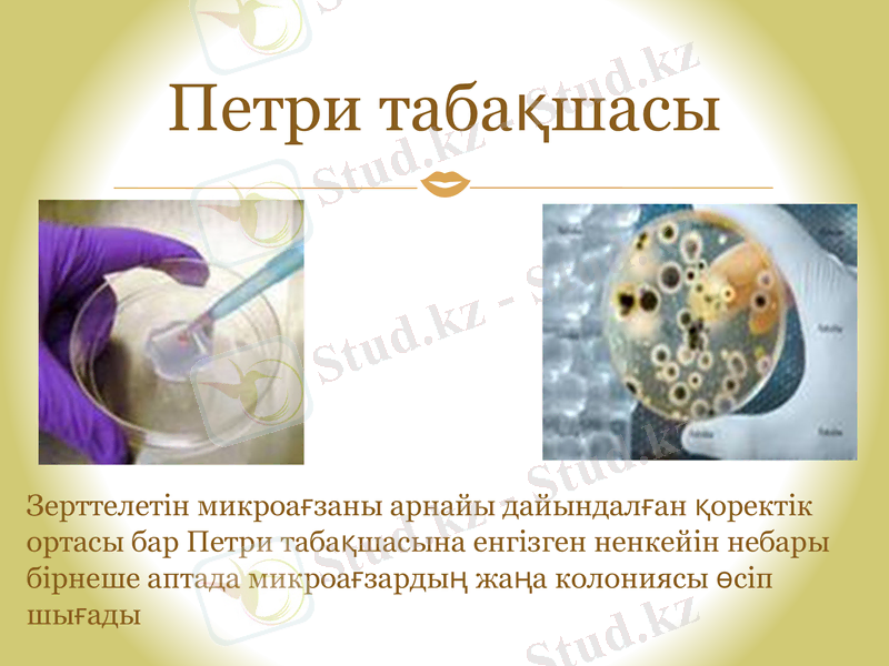 Slide 11