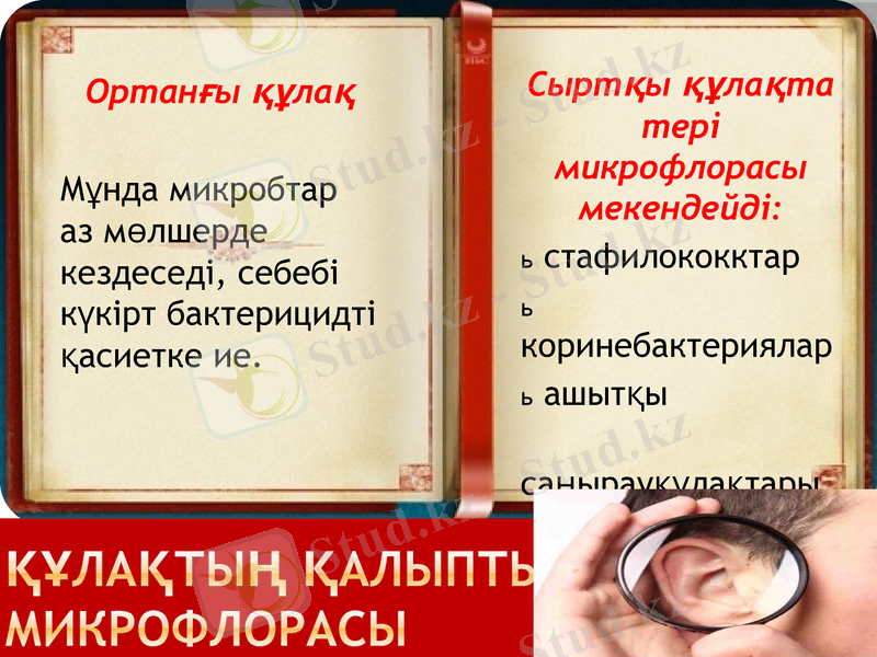 Slide 11