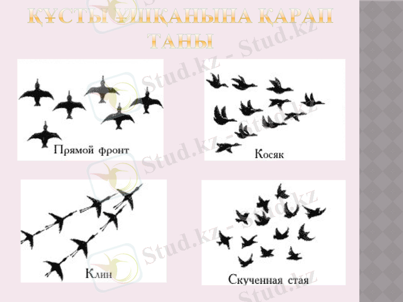 Slide 8