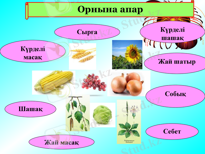 Slide 8