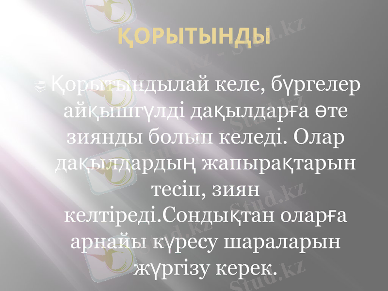 Slide 11