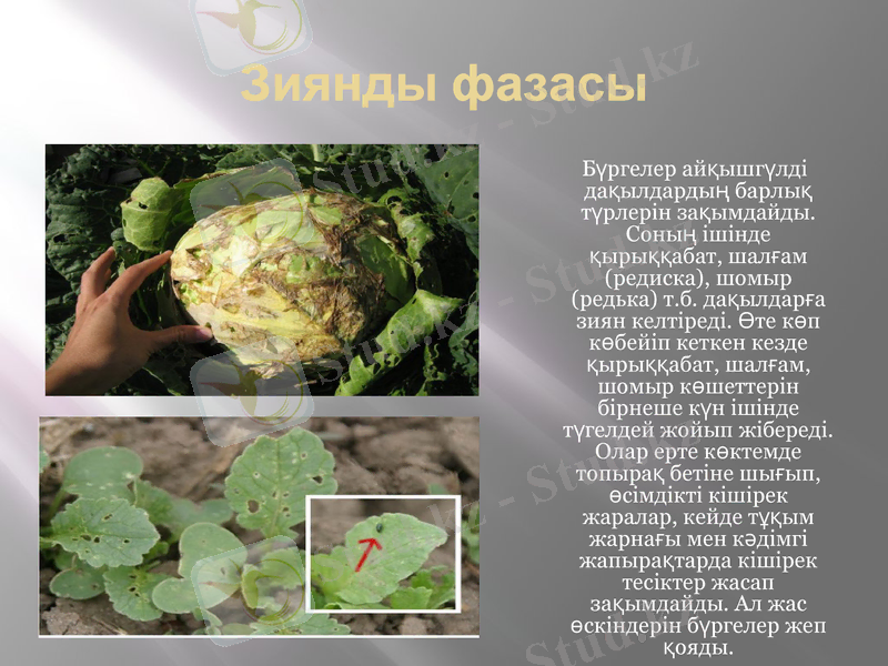 Slide 5