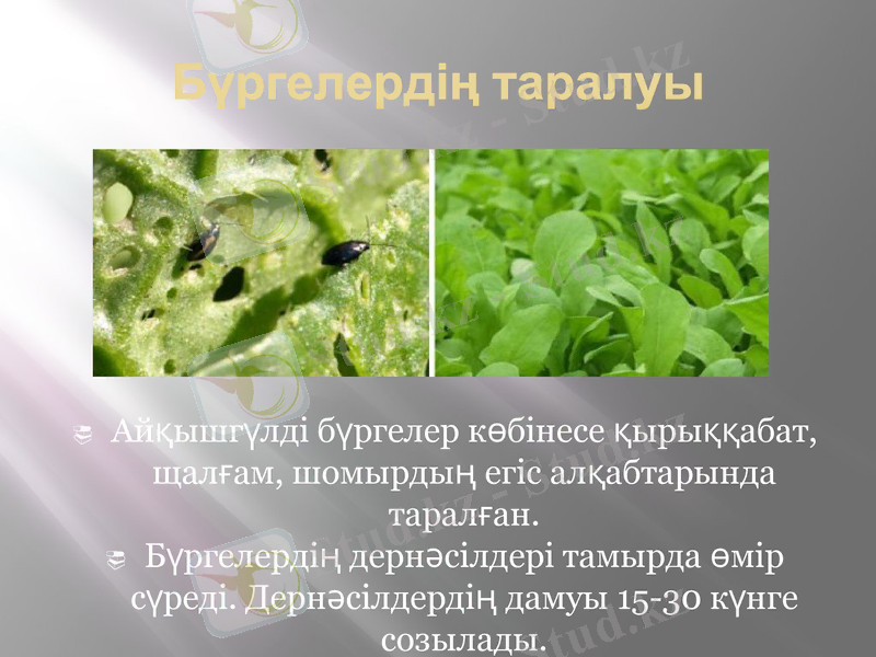Slide 6