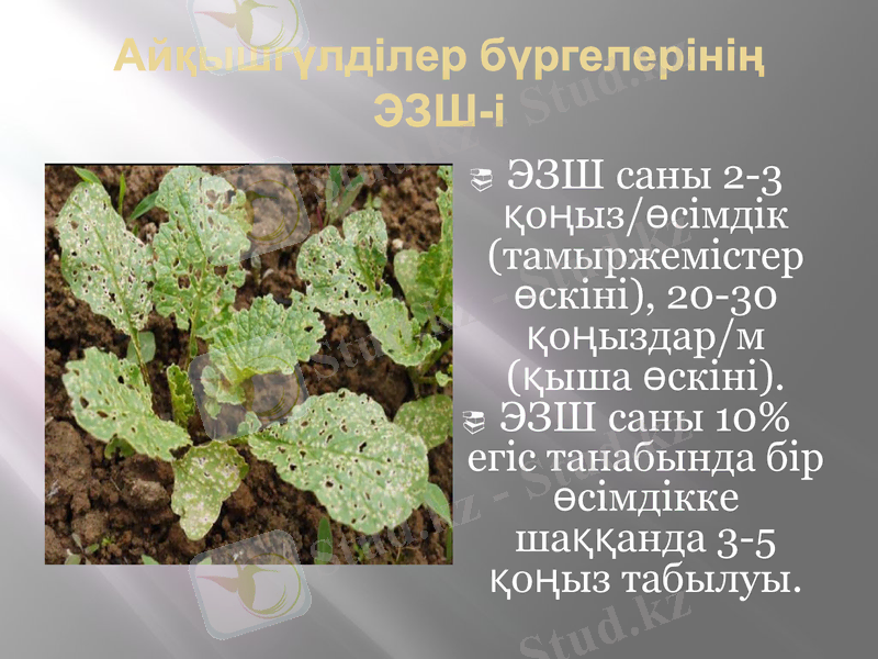 Slide 7