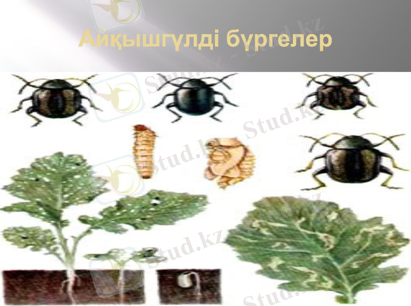 Slide 8