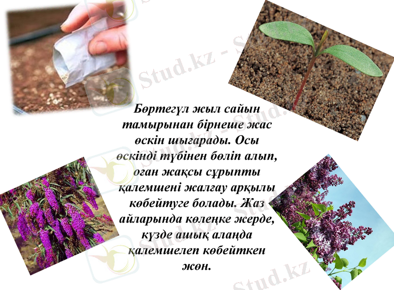 Slide 11