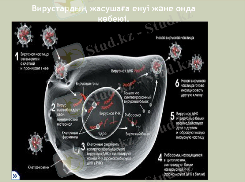 Slide 7