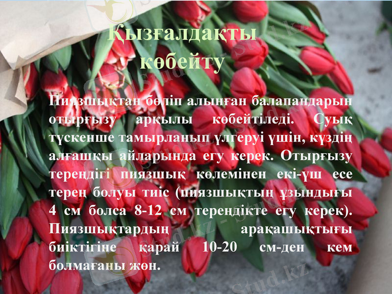 Slide 7