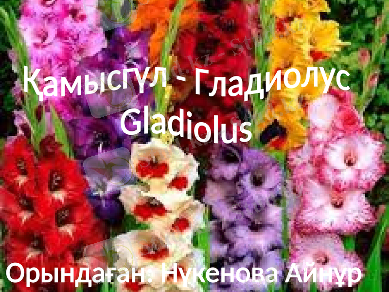 Slide 1