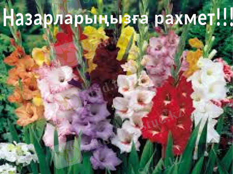 Slide 11