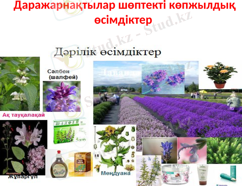 Slide 12
