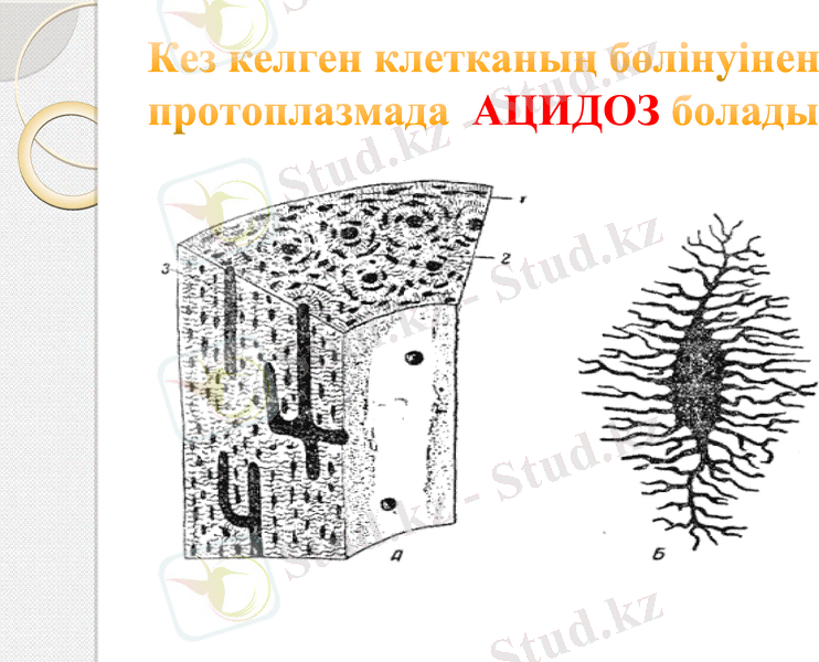 Slide 7