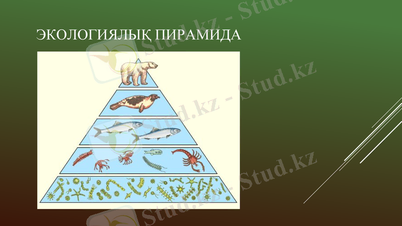 Slide 9