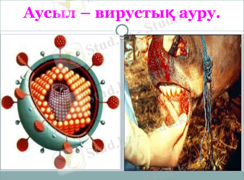 Slide 11