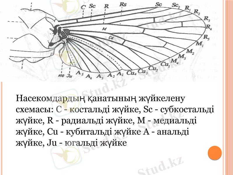 Slide 11