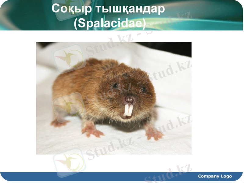 Slide 17
