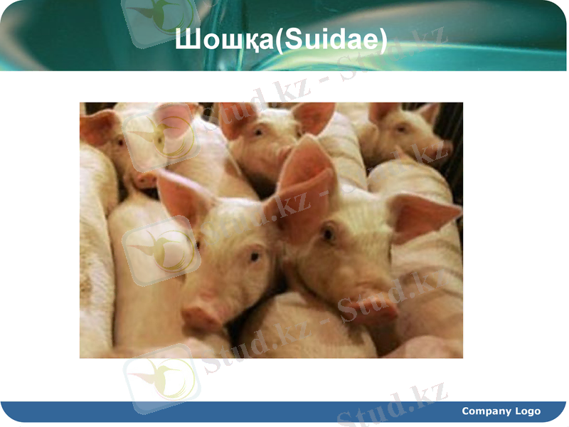 Slide 9