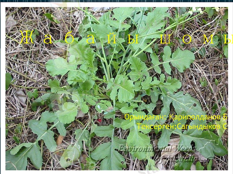 Slide 1