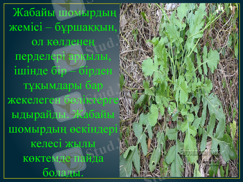 Slide 4